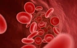 Globuli rossi che scorrono all’interno di un vaso sanguigno