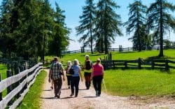 Gruppo di persone che cammina lungo un sentiero immerso nel verde